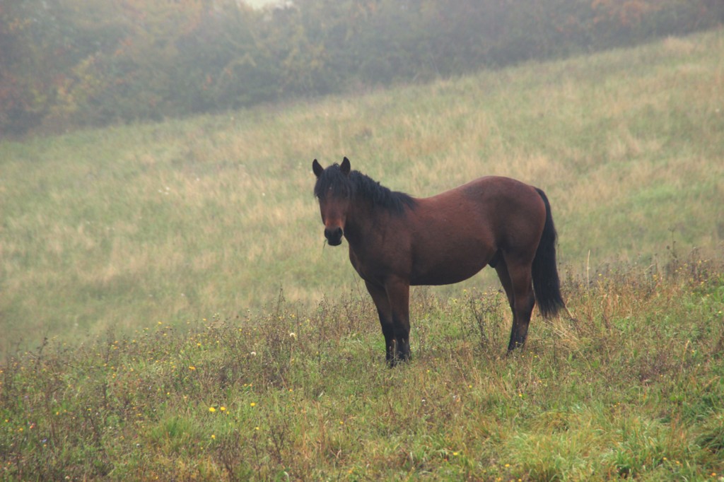 Oumino des Vinces Cheval Vercors de Barraquand A vendre
