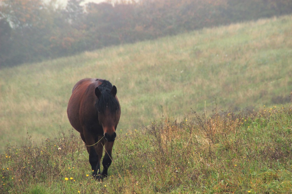 Oumino des Vinces Cheval Vercors de Barraquand A vendre