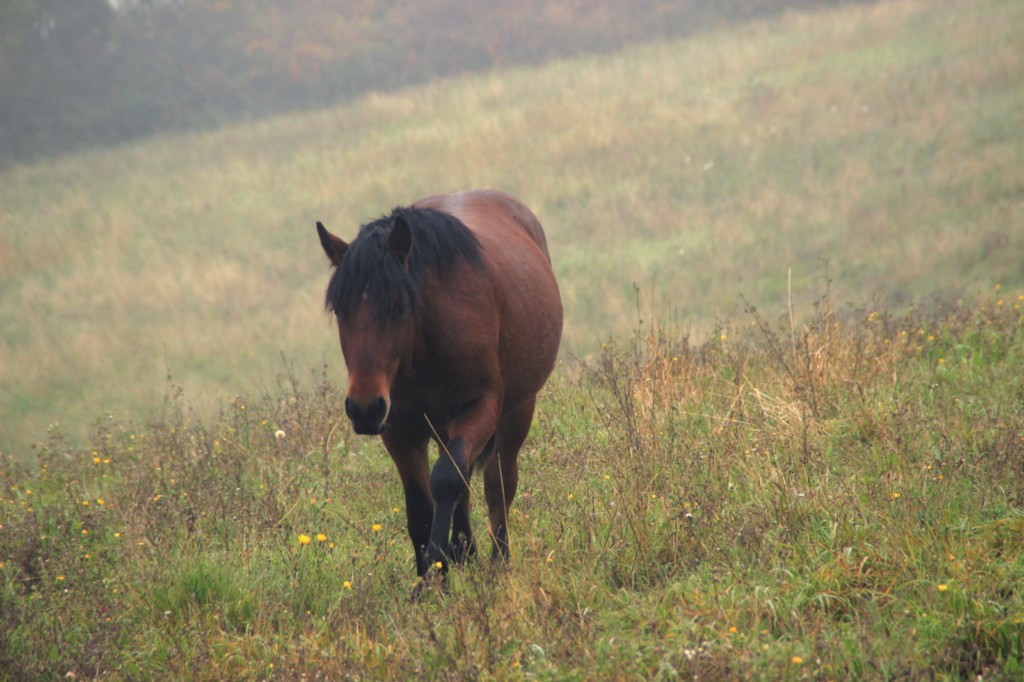 Oumino des Vinces Cheval Vercors de Barraquand A vendre