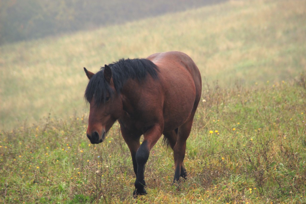 Oumino des Vinces Cheval Vercors de Barraquand A vendre
