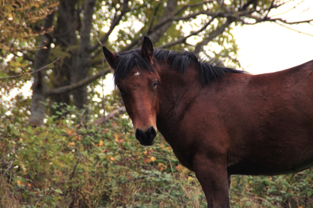 Pippin des Vinces Vercors de Barraquand À VENDRE