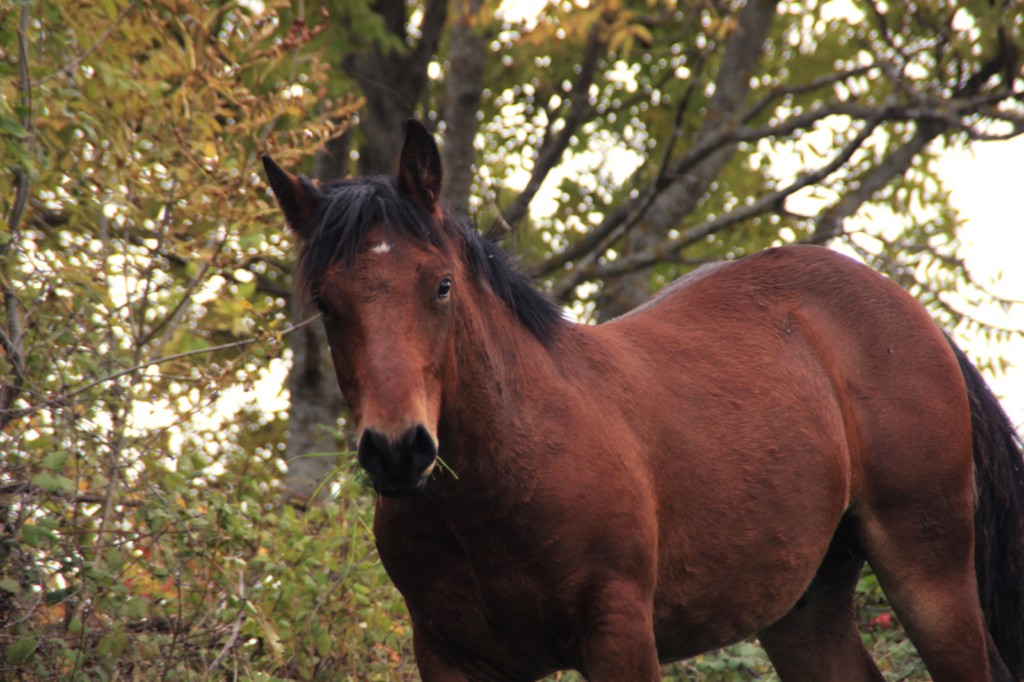Pippin des Vinces Vercors de Barraquand À VENDRE