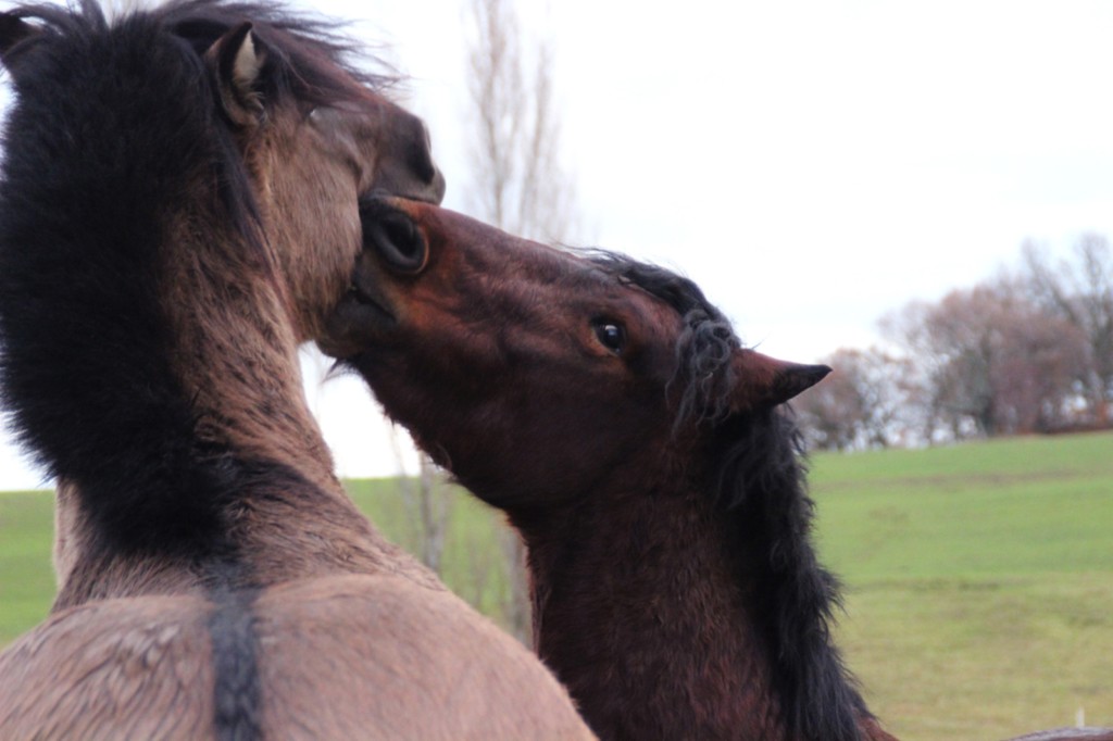 Oumino des Vinces Cheval Vercors de Barraquand A vendre