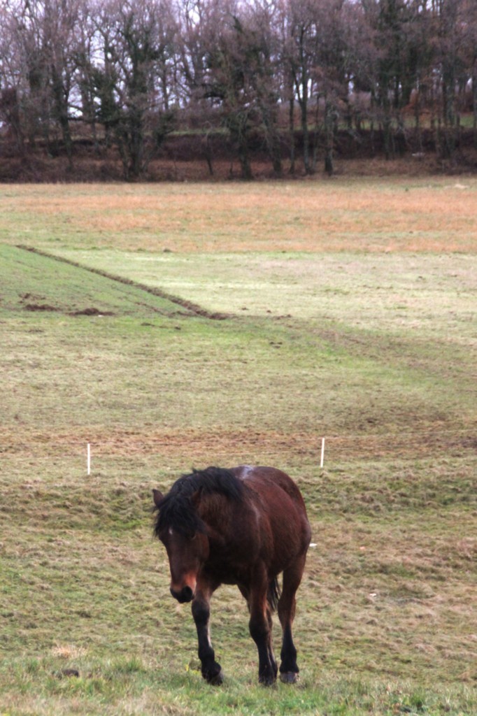 Oumino des Vinces Cheval Vercors de Barraquand A vendre