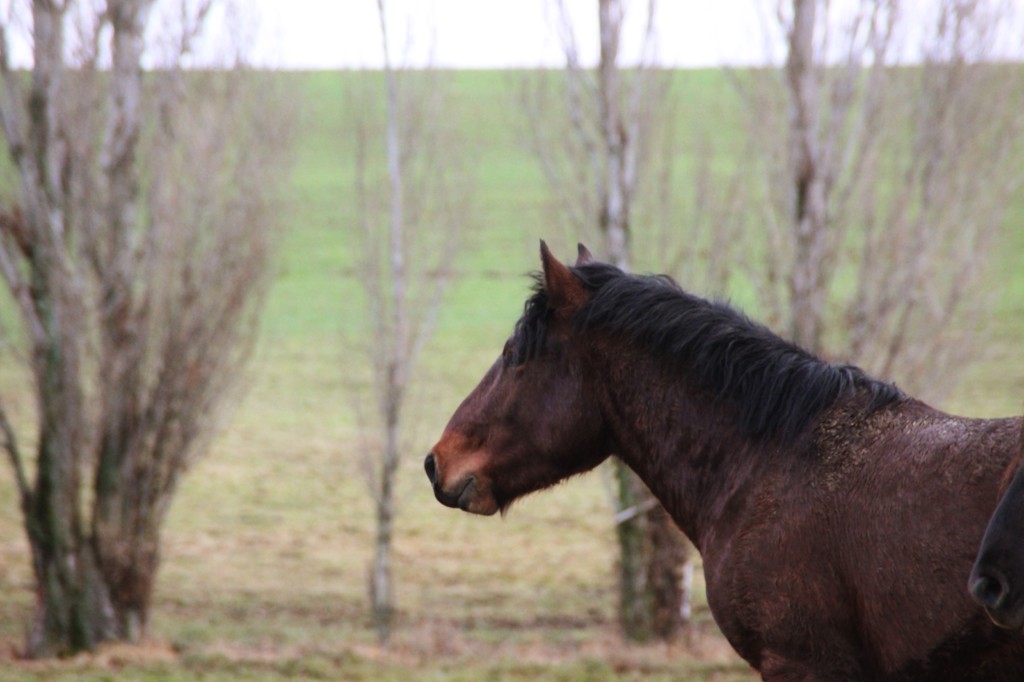 Oumino des Vinces Cheval Vercors de Barraquand A vendre