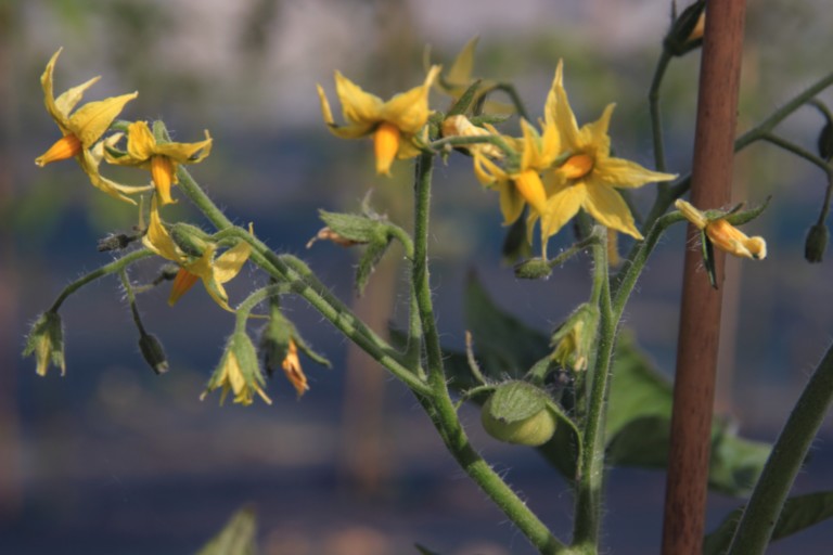 Légumes bios Drôme GAEC DES VINCES