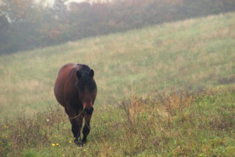 Oumino des Vinces Cheval Vercors de Barraquand A vendre