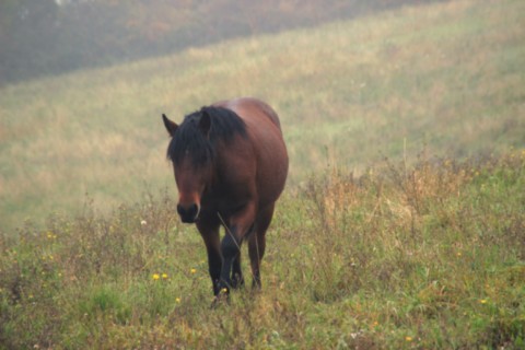 Oumino des Vinces Cheval Vercors de Barraquand A vendre