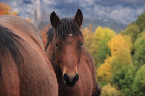 Pippin des Vinces Vercors de Barraquand À VENDRE
