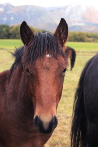 Pippin des Vinces Vercors de Barraquand À VENDRE