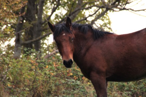 Pippin des Vinces Vercors de Barraquand À VENDRE