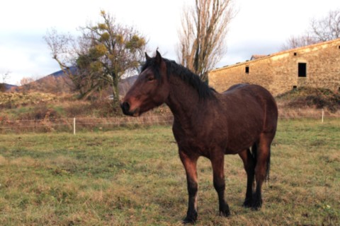 Oumino des Vinces Cheval Vercors de Barraquand A vendre