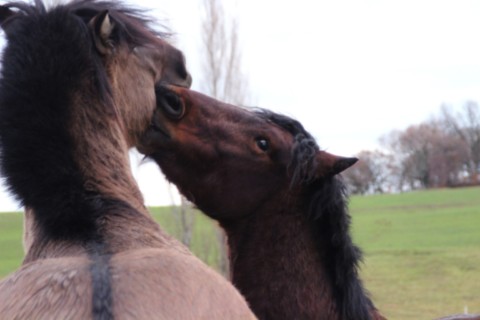 Oumino des Vinces Cheval Vercors de Barraquand A vendre